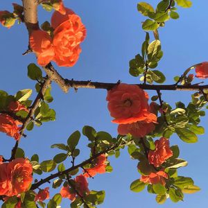 美女不穿衣服，露出奶头网站视频
